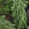 Picea Abies Frohburg - Epicea Pleureur -Jardin Picea abies Frohburg 0675002 1