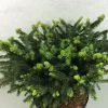 Epicea Commun - Picea Abies Hana Subutus -Jardin Picea abies Hana Subutus 676002 1