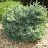 Épinette Blanche - Picea Glauca Cecilia -Jardin Picea glauca Cecilia 0683002 1
