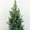 Epinette Blanche - Picea Glauca Conica Blue -Jardin Picea glauca Conica Blue 0684002 1