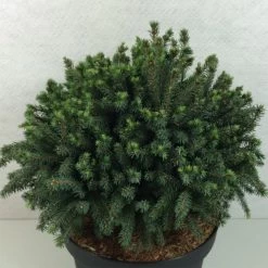 Picea Glauca Echiniformis Echt - Epinette Blanche
