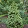 Epinette Blanche - Picea Glauca Rainbow's End -Jardin Picea glauca Rainbow s End 0691002 1