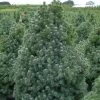 Epinette Blanche - Picea Glauca Sander's Blue -Jardin Picea glauca Sander s Blue 0692002 1
