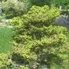 Épicéa Du Japon - Picea Jezoensis Var. Hondoensis -Jardin Picea jezoensis var. hondoensis 0694002 1