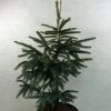 Epinette Noire - Picea Mariana Aurea -Jardin Picea mariana Aurea 695002 1