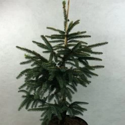 Epinette Noire - Picea Mariana Aurea