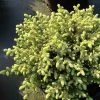 Picea Mariana Nana - Epinette Noire 2 Picea Mariana Nana - Epinette Noire -Jardin Picea mariana Nana 0696002 1