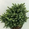 Epicea De Serbie - Picea Omorika Beskid -Jardin Picea omorika Beskid 698002 1