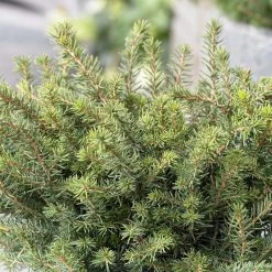 Epicea De Serbie - Picea Omorika Karel