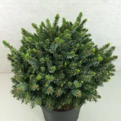 Epicea De Serbie - Picea Omorika Morava
