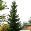 Épicéa De Serbie Nana - Picea Omorika -Jardin Picea omorika epicea de Serbie Nana 87086 1 87086 1