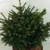 Picea Orientalis Barnes - Sapinette D'Orient -Jardin Picea orientalis Barnes 704002 1
