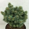 Picea Pungens Brynek - Epicea Bleu -Jardin Picea pungens Brynek 709002 1