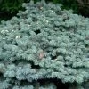 Epicea Bleu - Picea Pungens Glauca Globosa -Jardin Picea pungens Glauca Globosa 0710002 1