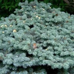 Epicea Bleu - Picea Pungens Glauca Globosa