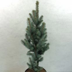 Epicea Bleu - Picea Pungens Iseli Fastigiate