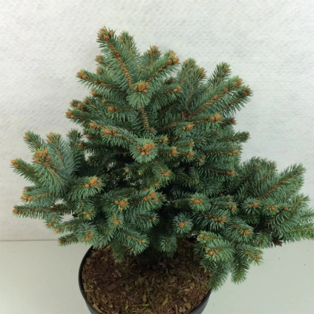 Epicea Bleu - Picea Pungens Thuem 3 Epicea Bleu - Picea Pungens Thuem