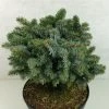 Epicea De Sitka - Picea Sitchensis Rom 2 Epicea De Sitka - Picea Sitchensis Rom -Jardin Picea sitchensis Rom 719002 1