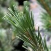 Pin - Pinus Flexilis Vanderwolf's Pyramid -Jardin Pin Pinus flexilis Vanderwolf s Pyramid IF 1007822 1