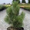 Pin De Bosnie - Pinus Heldreichii Malinkii 1 Pin De Bosnie - Pinus Heldreichii Malinkii -Jardin Pin Pinus heldreichii Malinkii IF 1007842 1