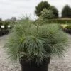 Pin Weymouth - Pinus Strobus Blue Shag -Jardin Pin Weymouth Pinus strobus Blue Shag IF 1007952 1