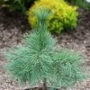 Pin De Weymouth Nain - Pinus Strobus Niagara Falls 2 Pin De Weymouth Nain - Pinus Strobus Niagara Falls -Jardin Pin de Weymouth nain Pinus strobus Niagara Falls IF 19075 1