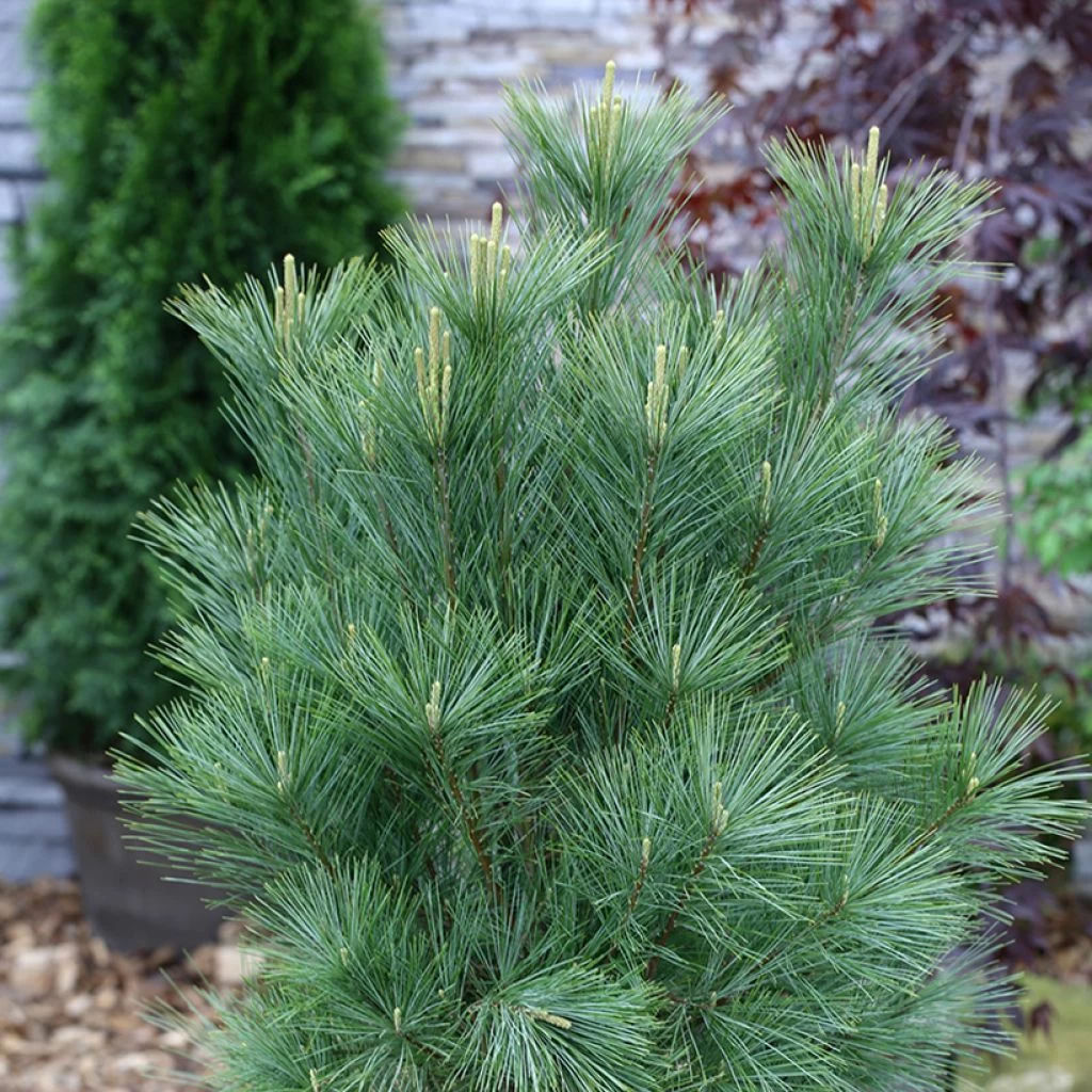 Pin De L'Himalaya - Pinus Wallichiana Densa Hill 3 Pin De L'Himalaya - Pinus Wallichiana Densa Hill