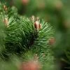Pin De Montagne - Pinus Mugo Mumpitz -Jardin Pin de montagne Pinus mugo Mumpitz IF 1007902 1