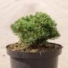 Pin De Montagne - Pinus Mugo Sherwood Compact -Jardin Pin de montagne Pinus mugo Sherwood Compact IF 1007912 1