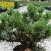 Pin De Montagne - Pinus Mugo Carsten's Wintergold -Jardin Pin de montagne pinus mugo Carsten s Wintergold IF 1007872 1