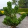 Pin Noir - Pinus Nigra Oregon Green -Jardin Pin noir Pinus nigra Oregon Green IF 1001662 1