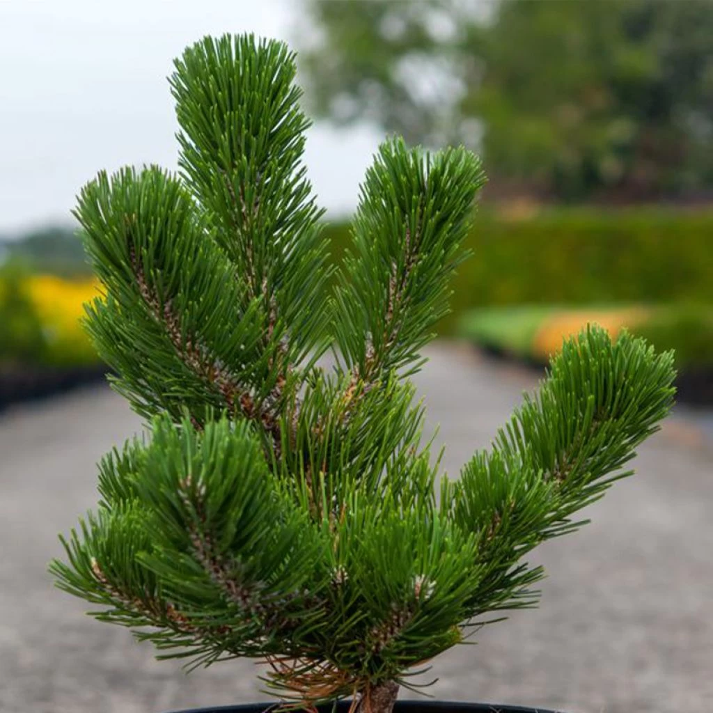 Pin Noir - Pinus Nigra Oregon Green 3 Pin Noir - Pinus Nigra Oregon Green