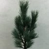 Pin Cembro Nain - Pinus Cembra Compacta Glauca -Jardin Pinus cembra Compacta Glauca 721002 1