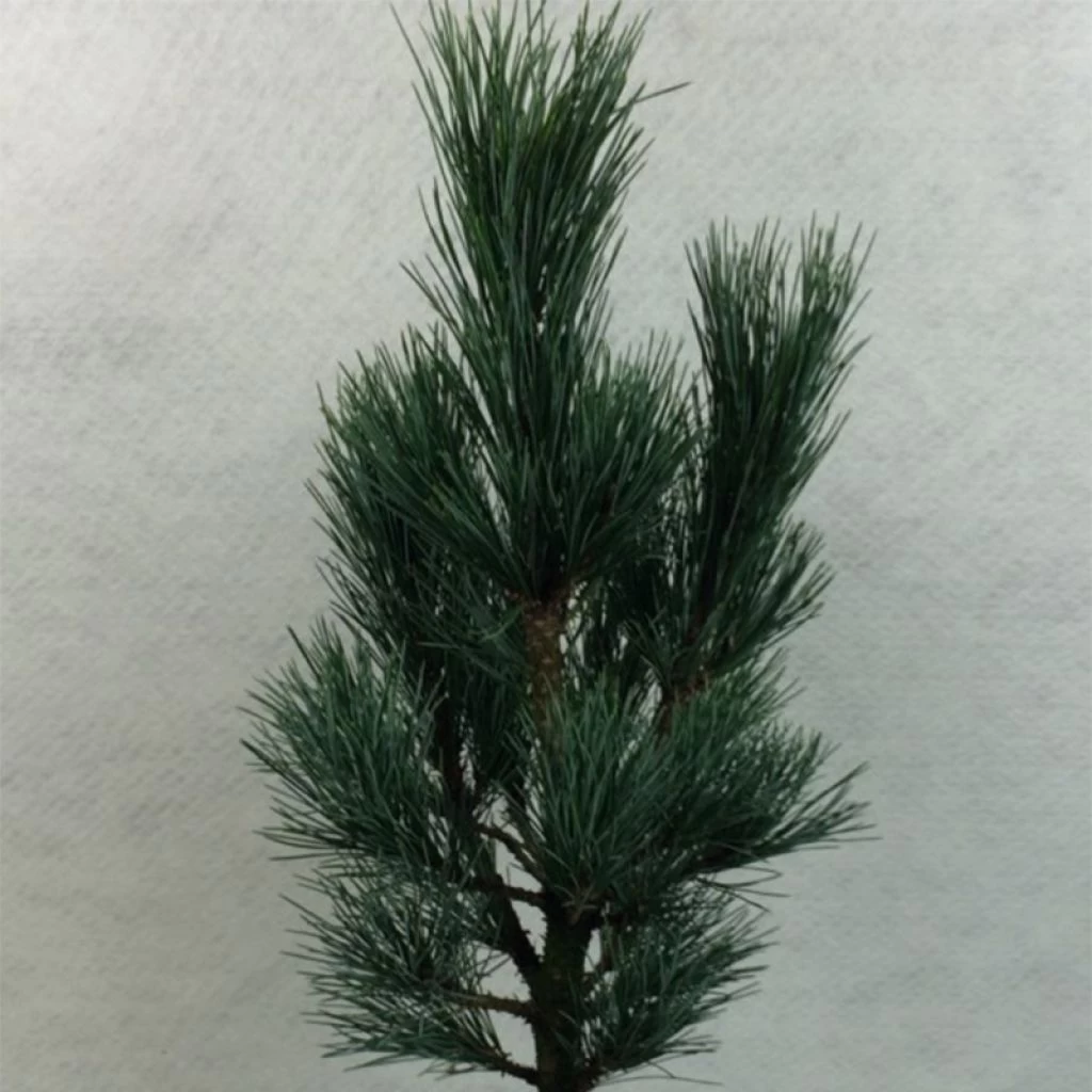 Pin Cembro Nain - Pinus Cembra Compacta Glauca 3 Pin Cembro Nain - Pinus Cembra Compacta Glauca