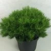 Pin Rouge Du Japon - Pinus Densiflora Low Glow 2 Pin Rouge Du Japon - Pinus Densiflora Low Glow -Jardin Pinus densiflora Low Glow 724002 1