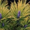 Pinus Mugo Golden Glow - Pin De Montagne 1 Pinus Mugo Golden Glow - Pin De Montagne -Jardin Pinus mugo Golden Glow 726002 1