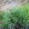 Pin Des Montagnes - Pinus Mugo Mughus -Jardin Pinus mugo Mughus 80014 1