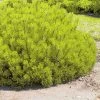 Pin De Montagne - Pinus Mugo Ophir -Jardin Pinus mugo Ophir 0731002 1