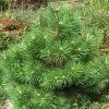 Pin Noir Nain - Pinus Nigra Nana 1 Pin Noir Nain - Pinus Nigra Nana -Jardin Pinus nigra Nana 1002772 1