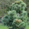Pinus Parviflora Negishi - Pin Blanc Japonais -Jardin Pinus parviflora Negishi Pin blanc japonais copyright 8894911 1