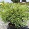 Pinus Strobus Minima - Pin De Weymouth -Jardin Pinus strobus Minima 88965 1