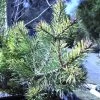 Pin Sylvestre Nain - Pinus Sylvestris Doone Valley -Jardin Pinus sylvestris Doone Valley 0751002 1