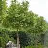 Platanus Acerifolia Alphen's Globe - Platane Boule -Jardin Platanus acerifolia Alphen s Globe 87309 1