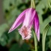 Pleione Formosana - Orchidée De Formose Terrestre