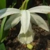 Pleione Formosana Alba -Jardin Pleione formosana alba 1130 1