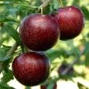 Pluot Purple Candy - Prunus Pluot -Jardin PluotPurple Candy 79221 1
