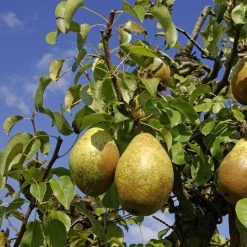 Poirier Comtesse De Paris - Georges Delbard