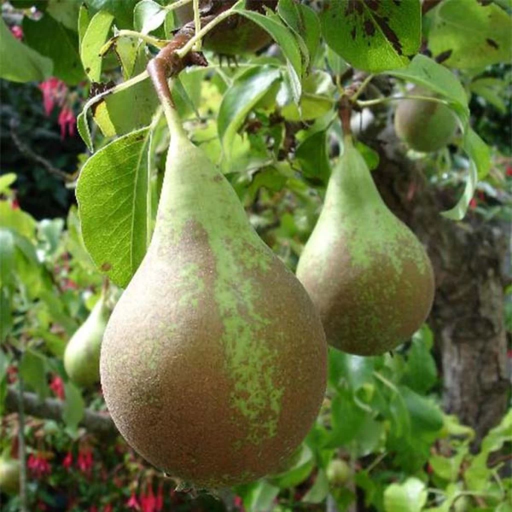 Poirier Conférence - Palmette Simple U 3 Poirier Conférence - Palmette Simple U