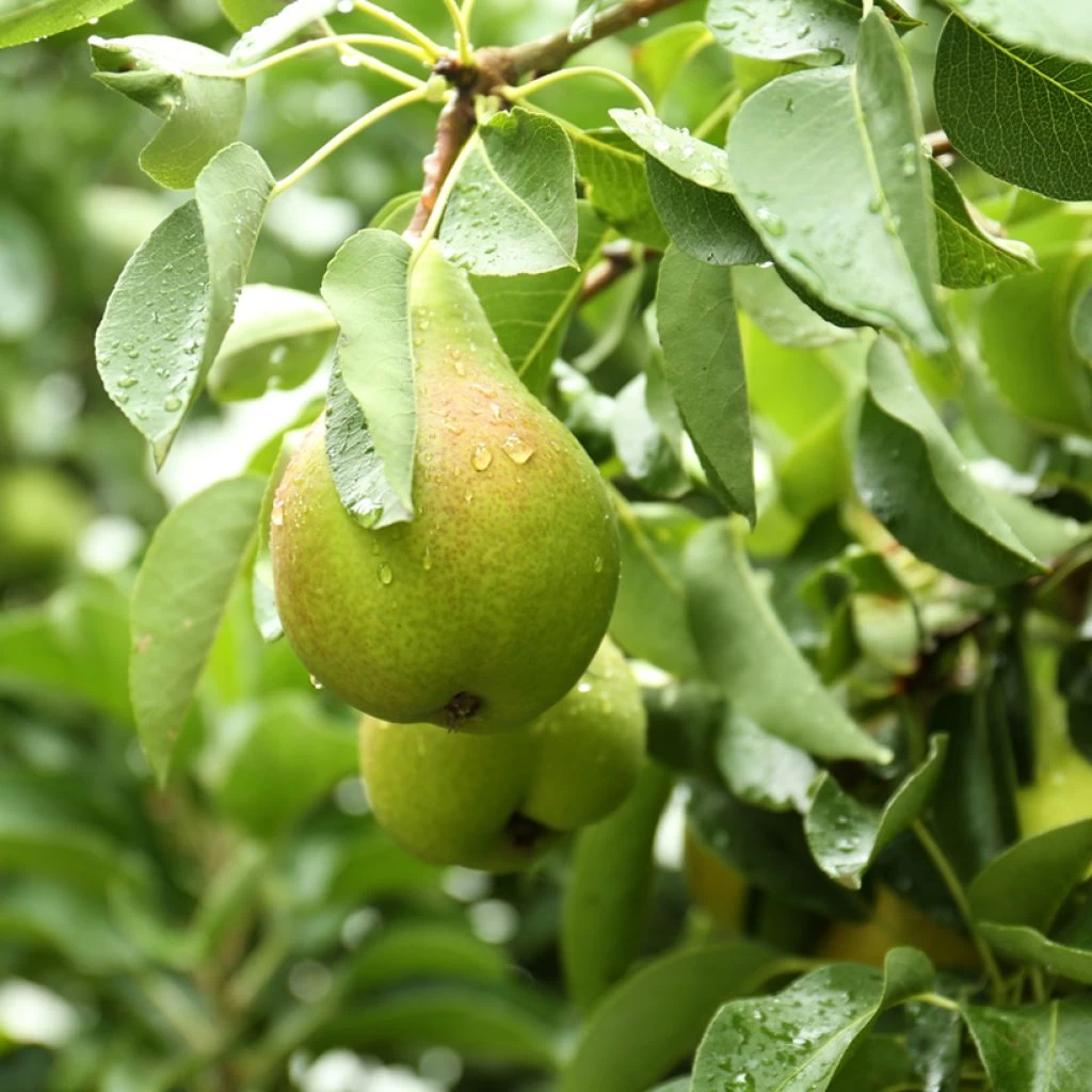 Poirier Curé Ou Poire Du Curé Bio 3 Poirier Curé Ou Poire Du Curé Bio