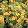 Potentilla Fruticosa Mango Tango- Potentille Arbustive -Jardin Potentille arbustive Mango Tango 781786 1 2